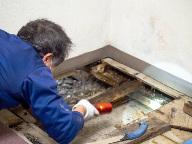 Professional Mold Removal in Petersburg, AK