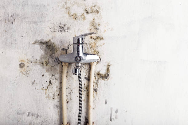Best Mold Removal Company Near Me  in Petersburg, AK