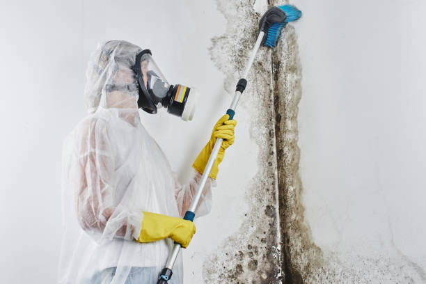 Best Mold Removal Near Me  in Petersburg, AK