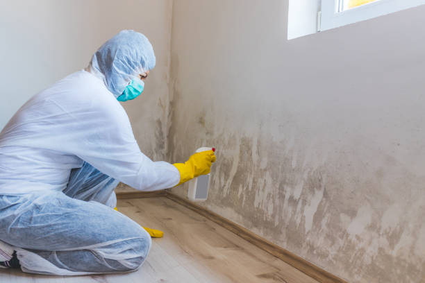 Best Black Mold Removal  in Petersburg, AK