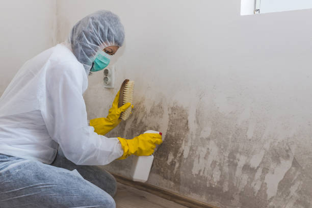 Best Home Mold Removal  in Petersburg, AK