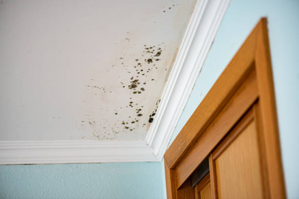 Best Office Mold Removal Services  in Petersburg, AK