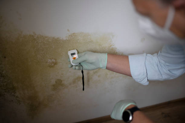 Best Commercial Mold Removal  in Petersburg, AK