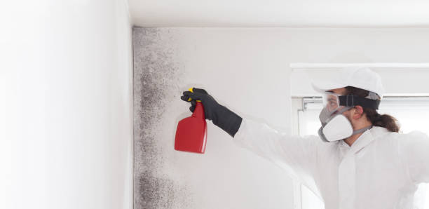Best Mold Cleaning Services  in Petersburg, AK