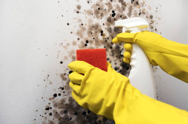 Best Mold Cleaning Services  in Petersburg, AK