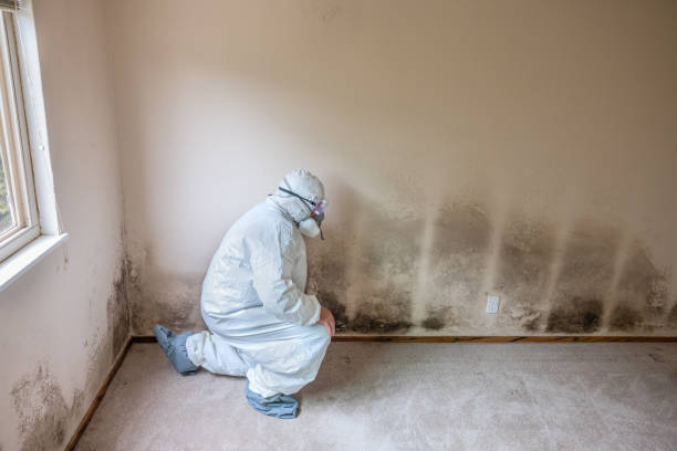 Best Mold Testing  in Petersburg, AK