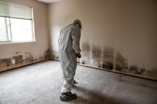 Best Same-Day Mold Removal  in Petersburg, AK