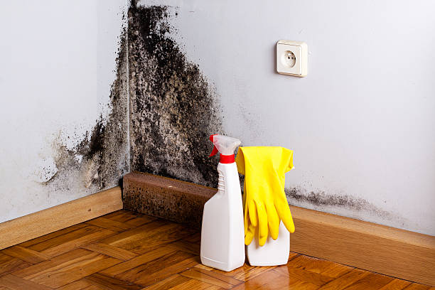 Best Attic Mold Removal  in Petersburg, AK