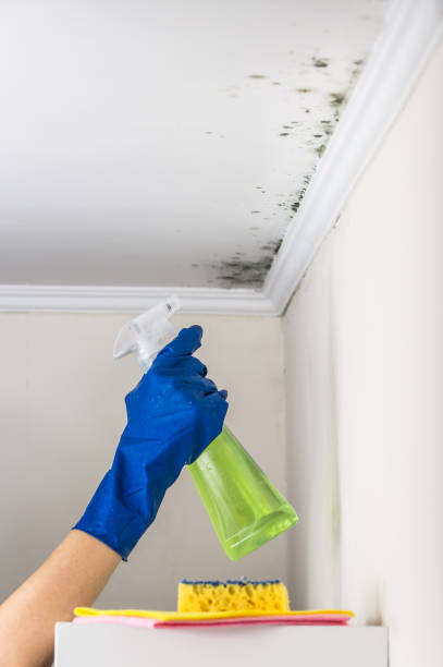 Best Mold Testing  in Petersburg, AK