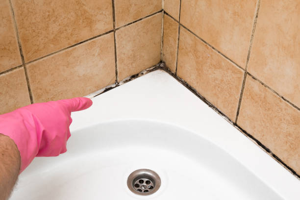 Best Mold Remediation Services  in Petersburg, AK